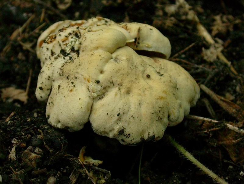 cantharellus friesii 02.09.05.