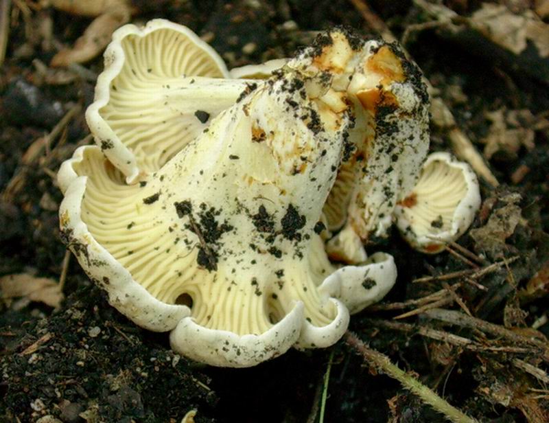 cantharellus friesii 02.09.05.