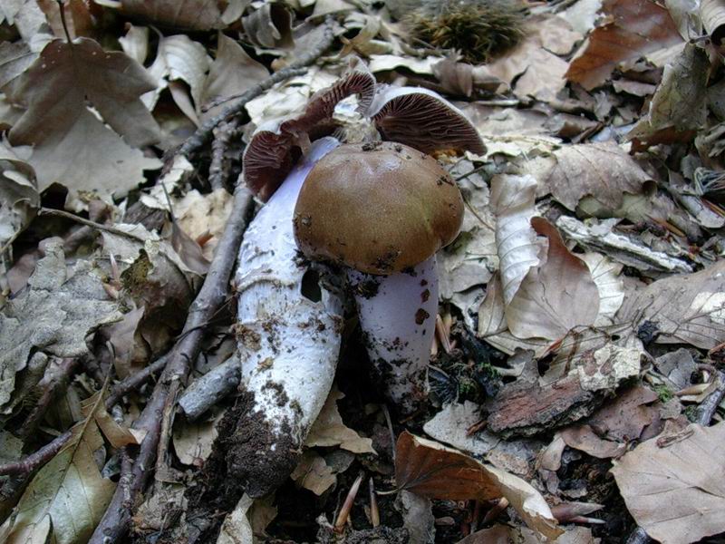 Cortinarius elatior 23.09.05