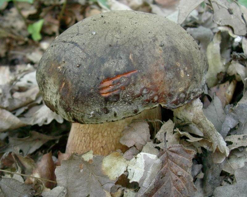 ritrovamenti del 27.09 .05