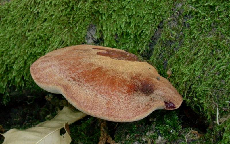 fistulina epatica 06.09.05