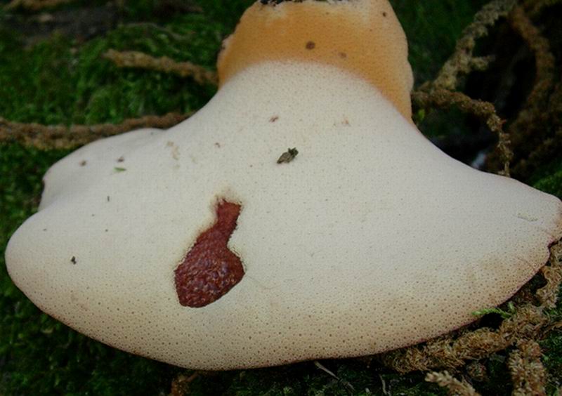 fistulina epatica 06.09.05