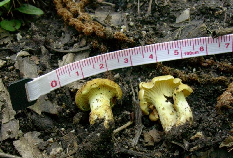 cantharellus 06.09.05.