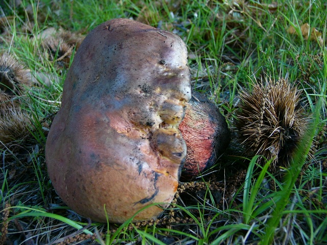 Mi presento con un boletus