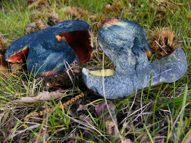 Mi presento con un boletus