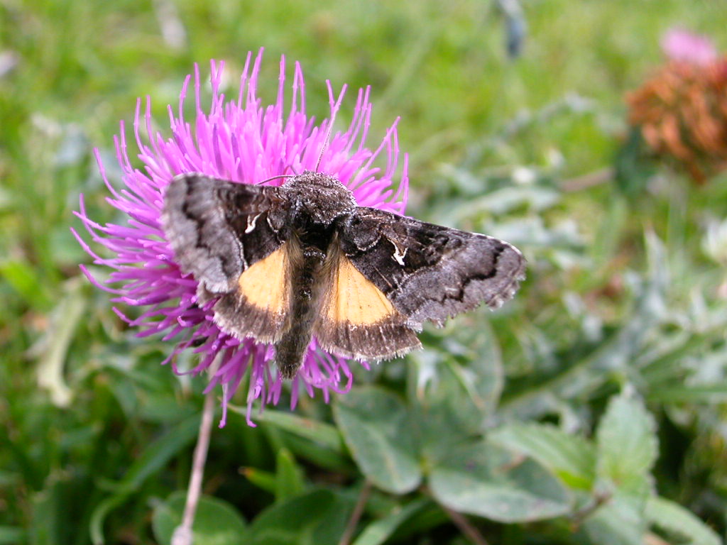 Syngrapha ain  e Argynnis aglaja