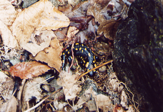 Salamandra salamandra