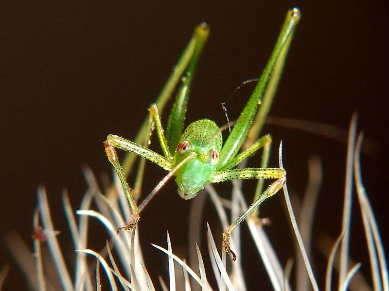 Ortotteri: Phaneropteridae