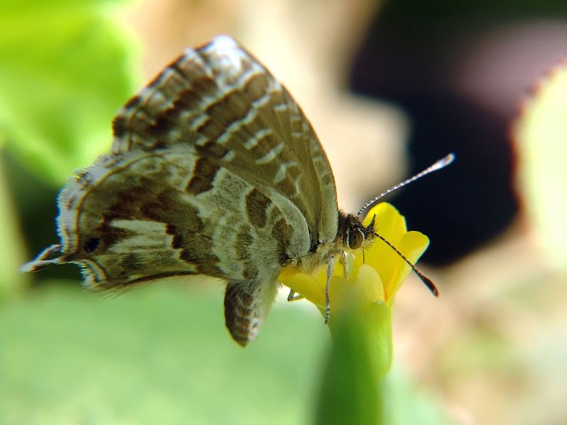 Cacyreus marshalli