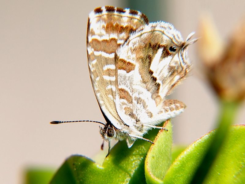 Cacyreus marshalli