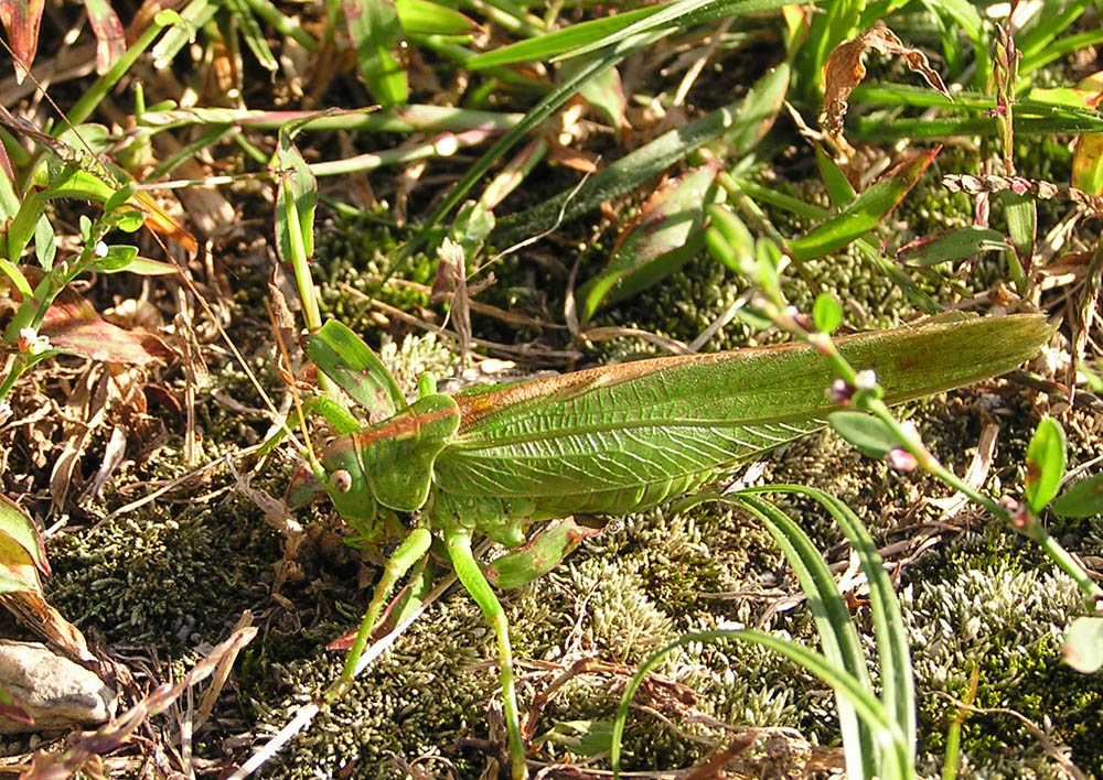 Tettigonia viridissima da Prov. Sondrio Borgonuovo vic. Piuro