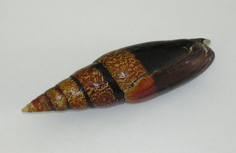 Mitra zonata