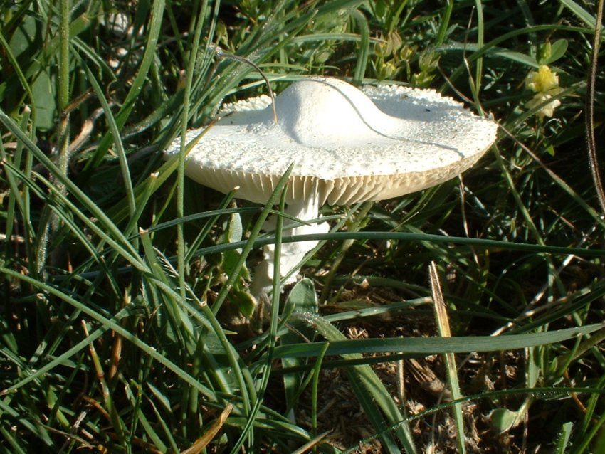 Lepiota cfr alba