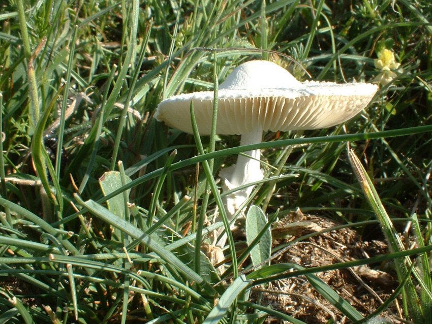 Lepiota cfr alba