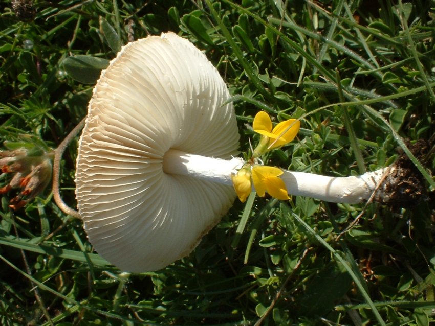 Lepiota cfr alba