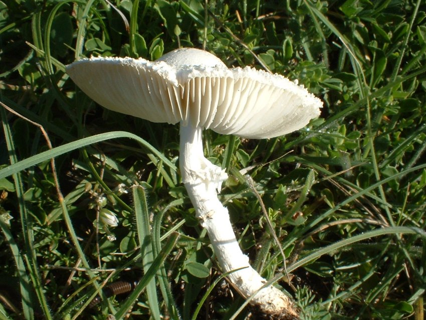 Lepiota cfr alba