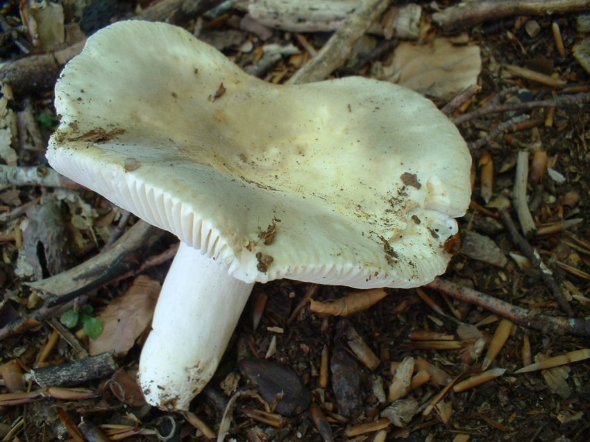 russula da determinare