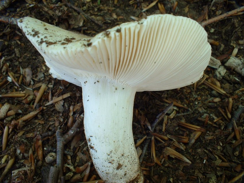russula da determinare