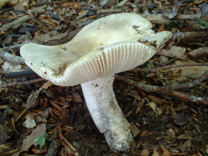 russula da determinare