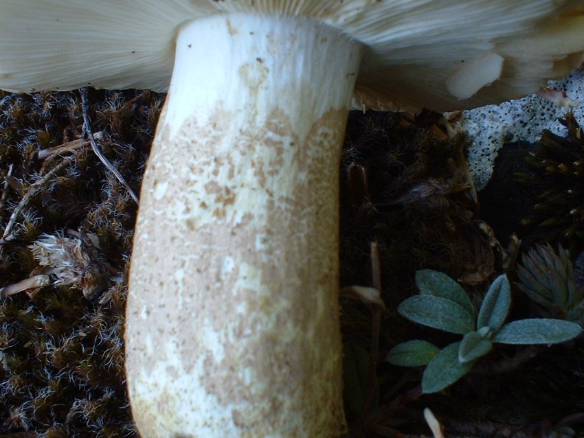 Altra russula........ per Russula.