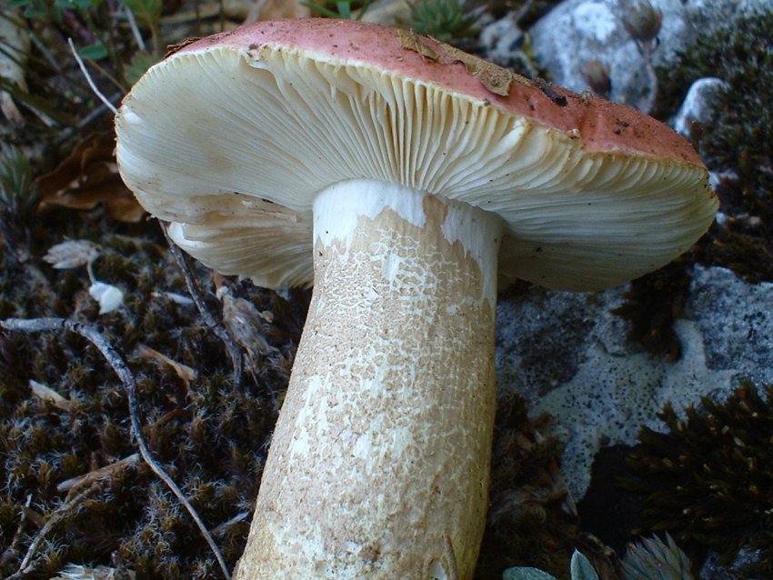 Altra russula........ per Russula.