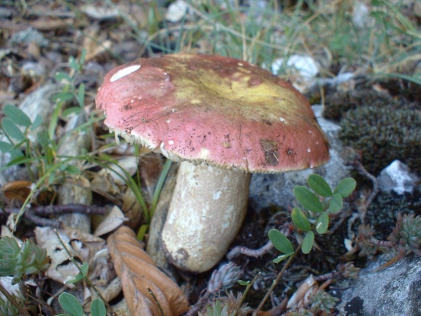 Altra russula........ per Russula.