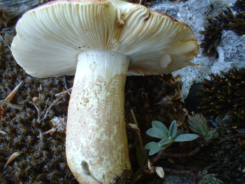 Altra russula........ per Russula.