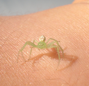 Ragnetto... (Ebrechtella tricuspidata?)