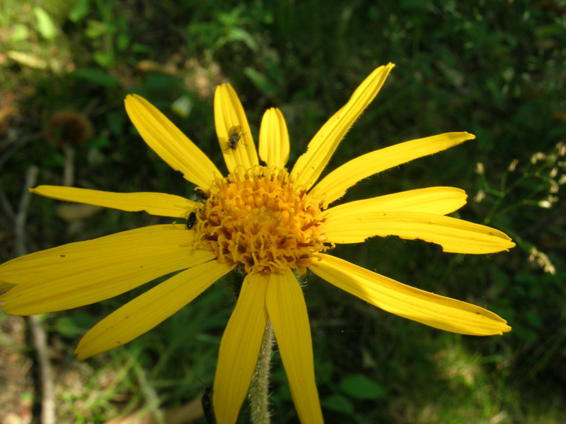 Arnica montana / Arnica