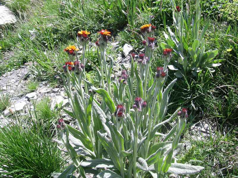 Tephroseris integrifolia subsp.capitata / Senecione capitato