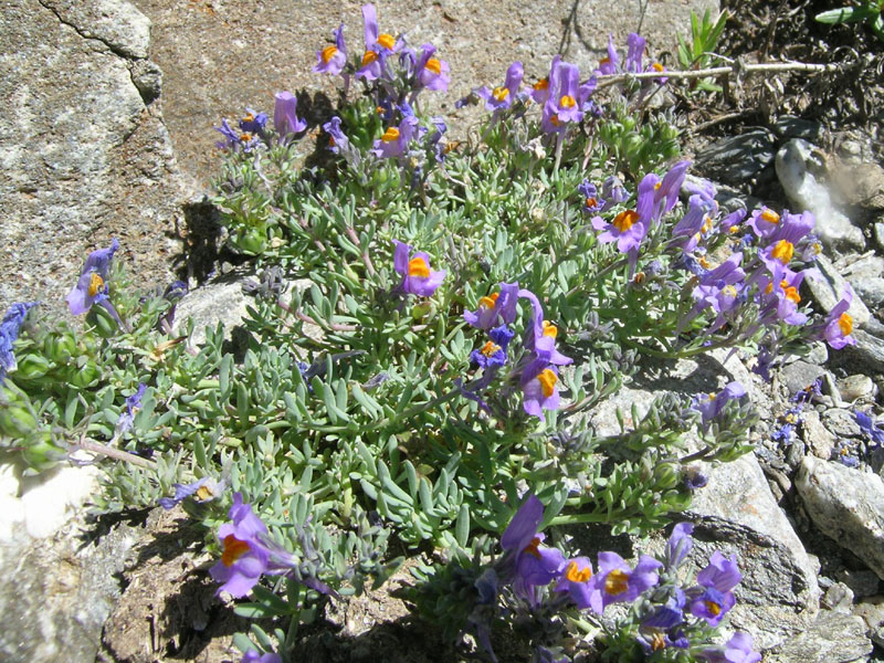 Linaria alpina subsp. alpina /  Linaiola alpina