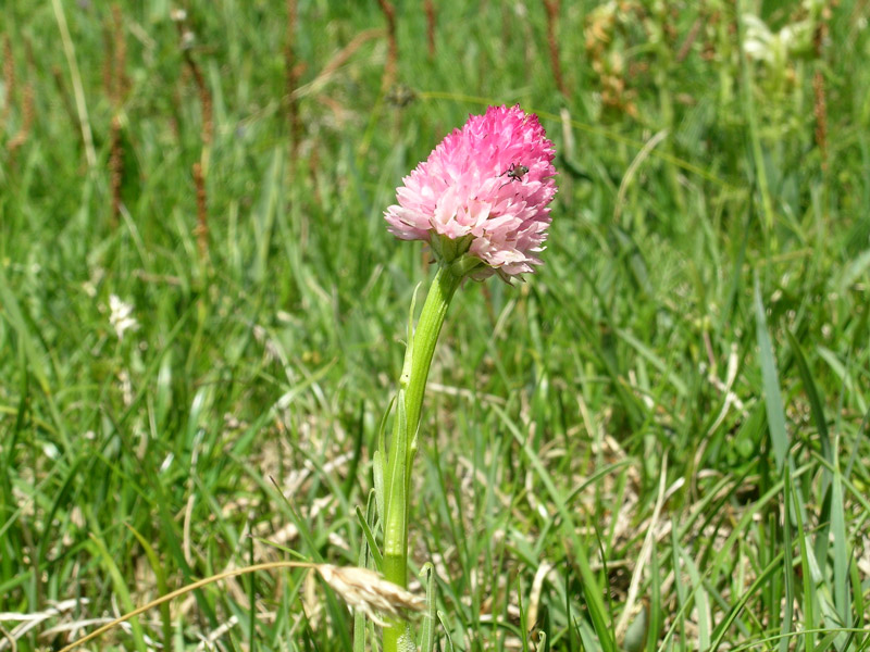 Nigritella corneliana / Nigritella di Cornelia Rudio