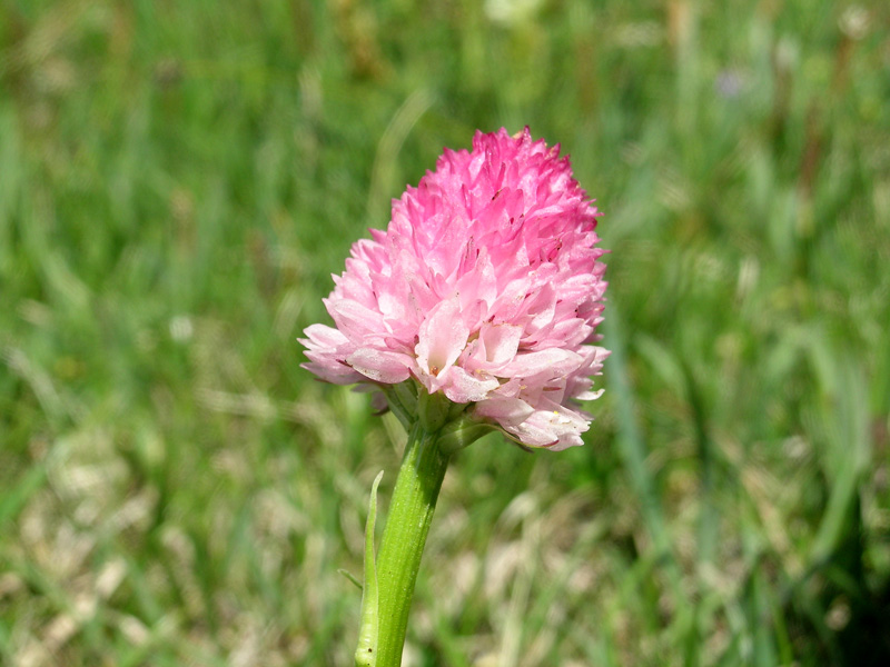 Nigritella corneliana / Nigritella di Cornelia Rudio