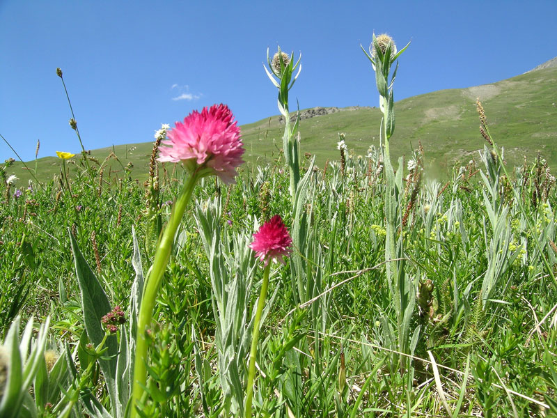Nigritella corneliana / Nigritella di Cornelia Rudio