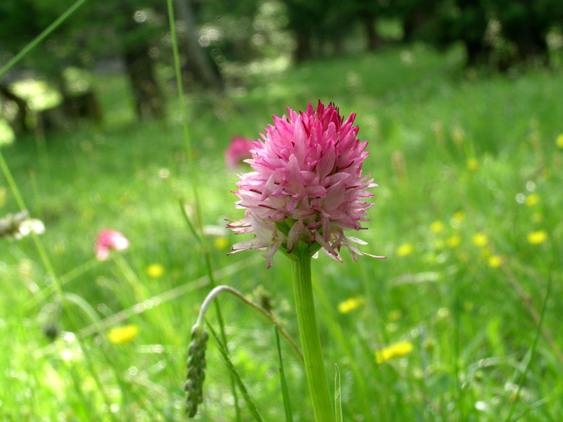 Nigritella corneliana / Nigritella di Cornelia Rudio