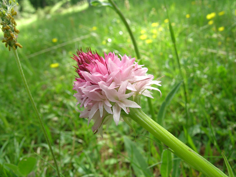 Nigritella corneliana / Nigritella di Cornelia Rudio