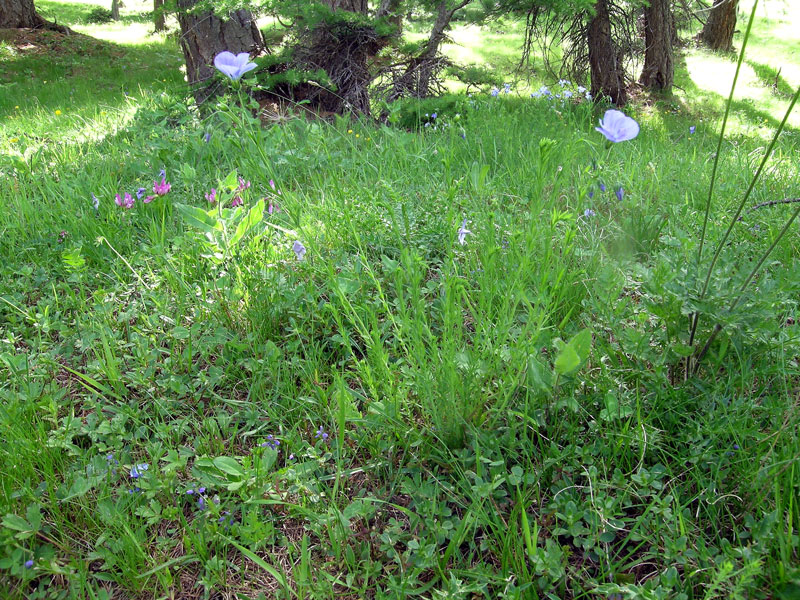 Linum alpinum / Lino alpino