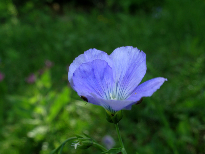 Linum alpinum / Lino alpino