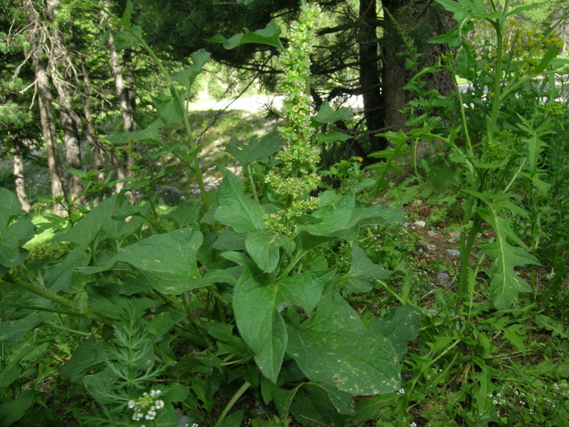 Blitum bonus-henricus / Farinello buon-enrico
