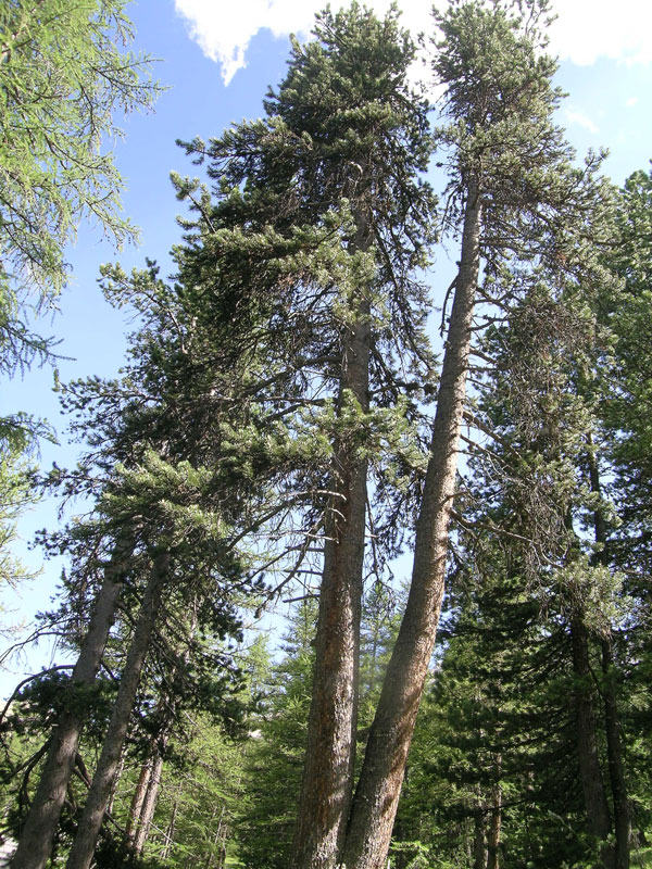 Tabella sperimentale  genere Pinus