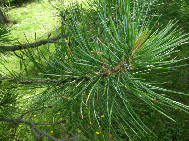 Pinus cembra / Pino cembro