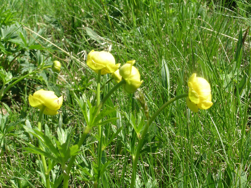 Trollius europaeus / Botton d''oro, Trollio