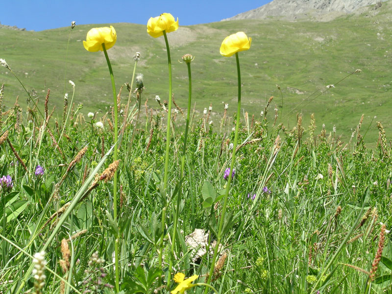 Trollius europaeus / Botton d''oro, Trollio