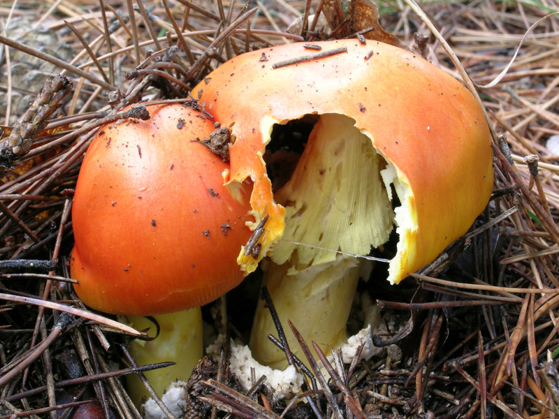 Amanita caesarea