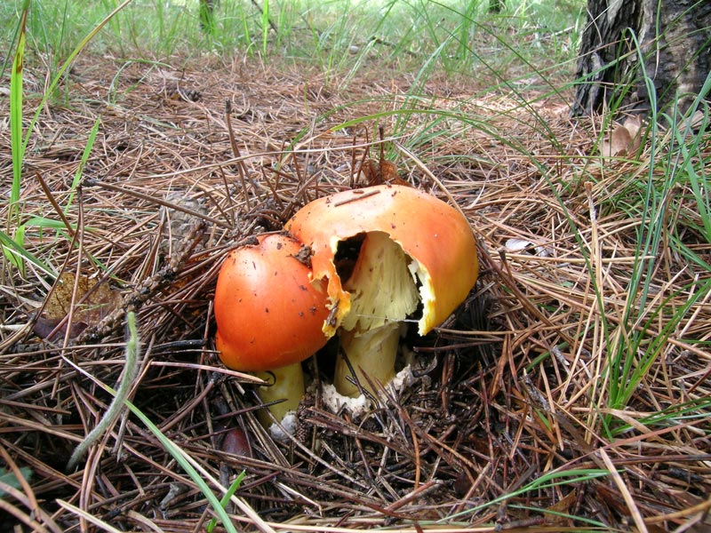 Amanita caesarea