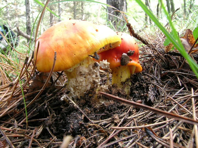 Amanita caesarea