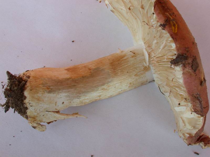 Russule per gli amici....