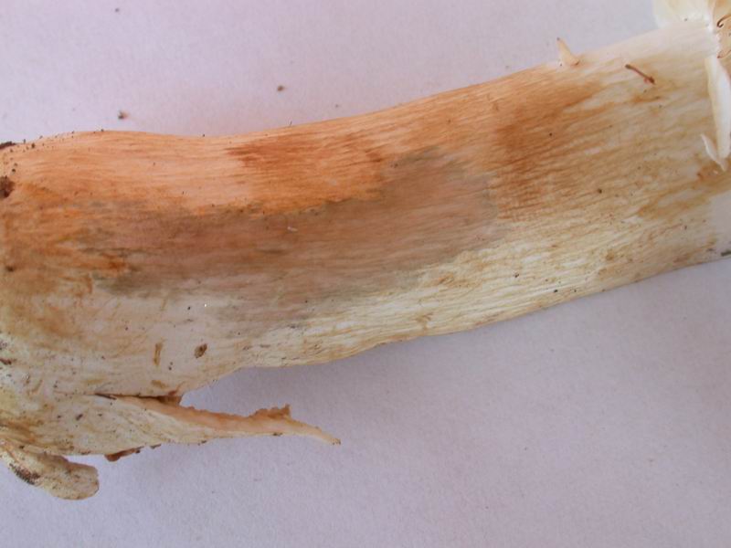 Russule per gli amici....