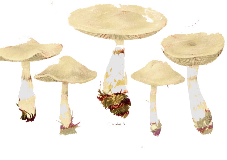 Cortinarius ochropallidus?