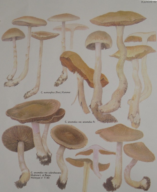 Cortinarius ochropallidus?